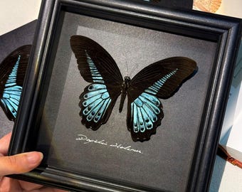 Marco de mariposa hecho a mano: mariposa real preservada, arte en polvo mineral