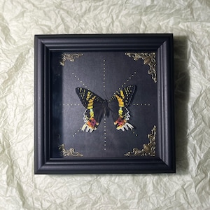 Framed Sunset Moth, Real Butterfly,  Gothic Witch Oddities Curiosities, Preserved Butterfly Home Decoration, Butterfly Specimen