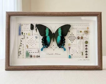 本物の小さな青い蝶の剥製 - Jamides euchylas - Etsy 日本