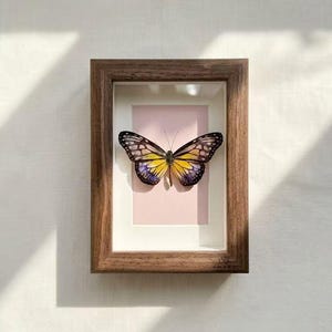 Real Iridescent Butterfly Specimen Frame, Yellow Shadow Box Wall Art, Handmade Nature Decor, Custom Engraved Unique Gift Idea
