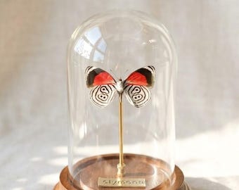 Cúpula de mariposas personalizable: expositor de cristal artesanal con 88 patrones de mariposas reales, decoración y regalo únicos y personalizados para el hogar.