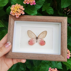 Engraved Name Real Butterfly Frame, Real Butterfly, Wood Frame Butterfly Gift, Gift For Her, Unique Frame Art