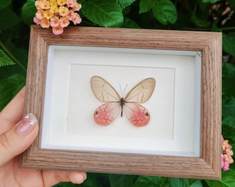 Marco con nombre grabado y mariposa: ejemplar auténtico de Cithaerias aurorina, marco de madera.