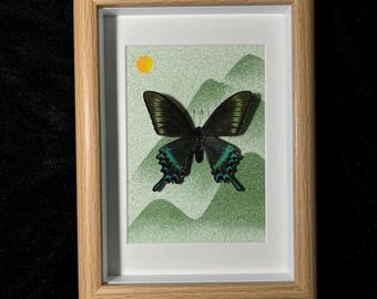 Framed Prioneris thestylis Butterfly Specimen: Nature Art Decor