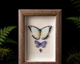 Personalized Butterfly Specimen Gift • Custom Engraved Frame • Real Butterfly Art for Nature Lovers