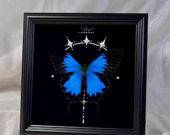 Arte mural enmarcado de la mariposa Ulises: decoración de ejemplar real hecha a mano (Papilio ulysses) / 7,9 x 7,9 pulgadas