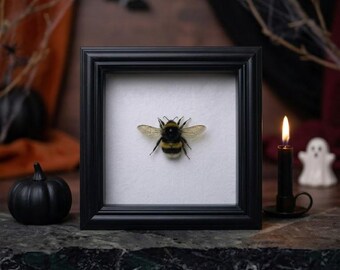 Halloween Bumblebee Specimen Frame, Cute Gothic Insect Wall Decor, Real Bumblebee Display, Spooky Natural Wall Art, Unique Oddity Mini Gift
