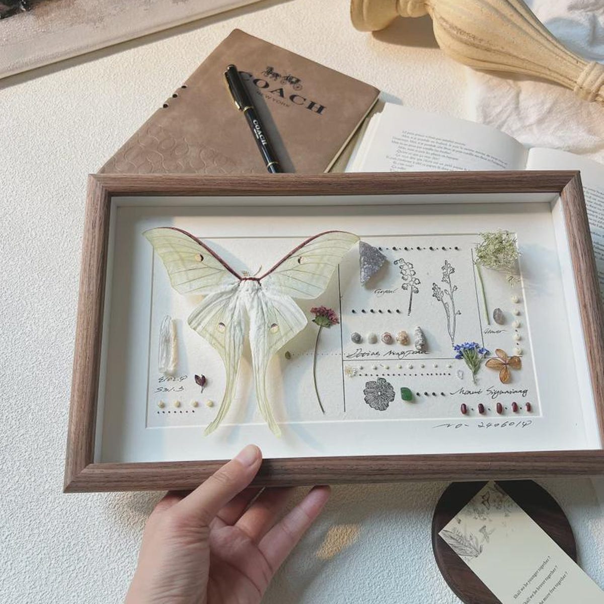 Personalized Giant Luna Moth Frame | Real Actias Luna Butterfly Art | Engraved Name Gift for Her | Large Nature Wall Decor