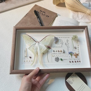 Marco personalizado gigante de polilla luna / Arte real de la mariposa Actias luna / Regalo con nombre grabado para ella / Decoración de pared natural de gran tamaño
