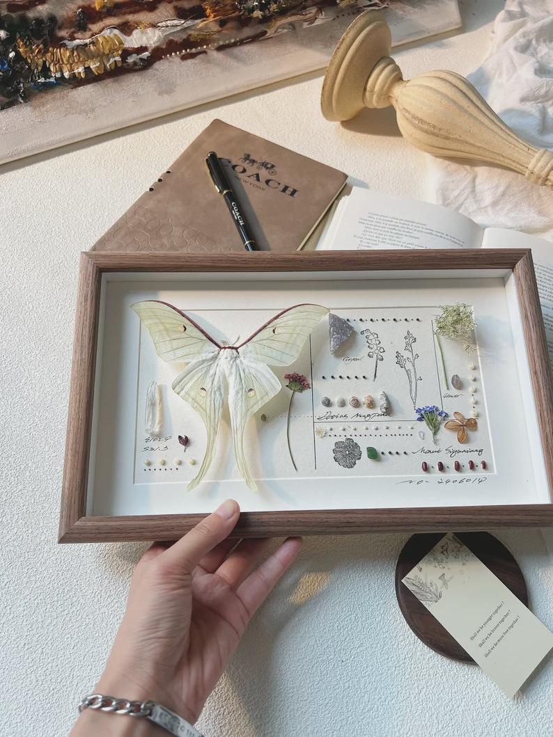 Personalized  Giant Actias Luna Moth -Luna Moth Shadow Box, Luna Moth Display, Luna Moth Specimens, Luna Moth Taxidermy, Luna Moth Frame