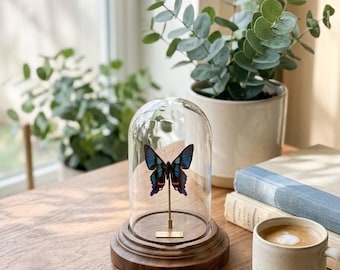 Blue Butterfly Glass Dome Decor, Personalized Real Specimen Display, Aesthetic Nature Gift, Mothers Day, Unique Gift for Her