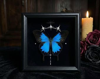 Op de afbeelding: Een ingelijste display met een levendige blauwe en zwarte vlinder gecentreerd op een donkere achtergrond. De vlinder is omringd door een wit, hemels geïnspireerd grafisch ontwerp met stervormen en kleine stippen, gevat in een zwarte lijst.