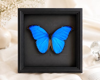 Op de afbeelding: Een levendige blauwe Morpho-vlinder tentoongesteld in een vierkante zwarte schaduwdooslijst. De vlinder is gecentreerd tegen een donkere achtergrond en heeft iriserende vleugels met zwarte randen en kleine decoratieve markeringen.