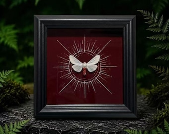 Red Bellied White Moth Specimen Frame, Gothic Wall Art, Vintage Real Insect Shadow Box Decor, Dark Romantic Birthday Nature Gift