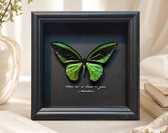 Birdwing Butterfly Shadow Box, Real Insect Specimen, Handcrafted Painting Wall Art, Custom Engraved Nature Lover Gift, Collector Home Decor