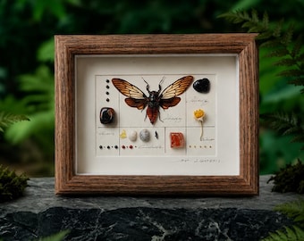 額入りの本物の大きな黄色いセミの剥製 - Trengganua sibylla - Etsy 日本