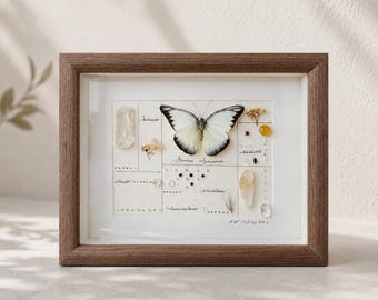 本物の白いアポロ蝶の額装標本 - Parnassius bremeri - Etsy 日本