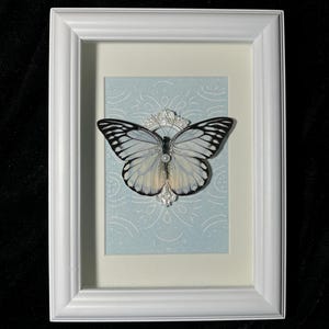 Decorazione a farfalla Papilio Maacki incorniciata: Regina verde foresta