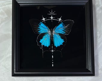 Arte enmarcado de la mariposa Ulises con detalles en polvo plateado: exhibición de especímenes éticos artesanales de 8 x 8 pulgadas
