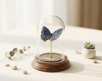 Exhibición de ejemplares reales de mariposas con elegante cúpula de cristal con ojos – Decoración para el hogar inspirada en la naturaleza, arte coleccionable de insectos, regalo para amantes de la naturaleza