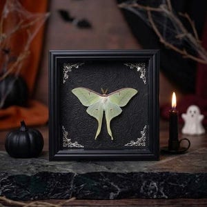 May include: A framed specimen of a pale green Luna moth with long, trailing hindwings. The moth is mounted against a black, textured background inside a square black frame featuring ornate silver-toned metal corner accents.