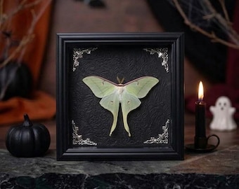 Luna Moth Specimen Frame, Gothic Halloween Decor, Real Actias Display Art, Dark Nature Wall Decor, Curiosity Cabinet Collectible, Mini Gift
