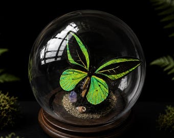Cúpula de cristal para mariposa alas de pájaro verdes – Exhibición de ejemplares reales de mariposas – Morfos arcoíris verde y azul – Decoración de arte natural – Regalo de coleccionista