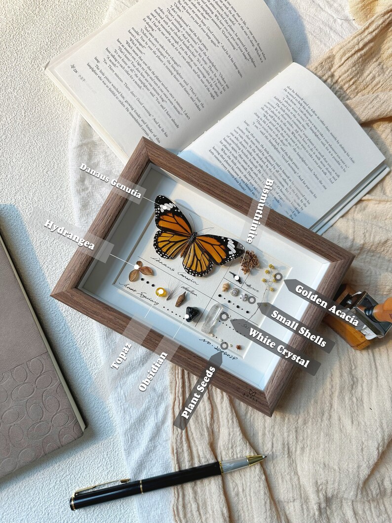 May include: A framed display featuring a preserved butterfly, labeled "Danaus Genutia," with various natural elements. The display includes small shells, plant seeds, crystals, and the text "Hydrangea." The frame is brown, and the background is a neutral color.