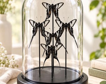 Real Longtail Swallowtail Butterfly Glass Dome, 6 Butterfly Specimen Display Natural Art, Handmade Entomology Decor, Curiosity Cabinet Gift