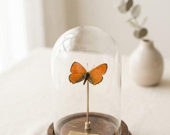 Personalized Orange Hairstreak Butterfly Glass Dome | Real Specimen Display | Custom Engraved Nameplate | Nature Lover Gift | Desk Decor