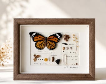 Monarch Butterfly Shadow Box, Handmade Real Tiger Specimen Collage, Numbered Wall Art, Custom Engraved Natural History Gift, Museum Set