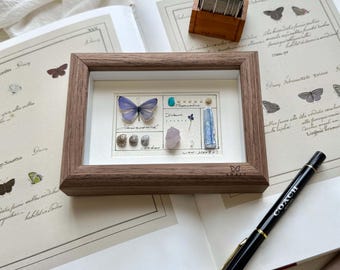 Cuadros personalizados con mariposas: ejemplares reales, cristales y conchas marinas.