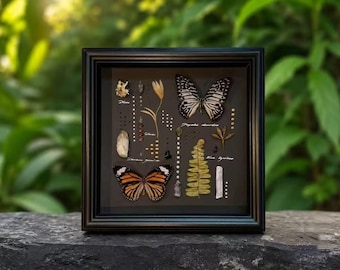 Quadro personalizzato con farfalla imperatore - Veri esemplari di insetti conservati, decorazione a tema storia naturale con farfalla monarca, regalo ricordo fatto a mano per lei