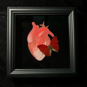 Personalized Cymothoe Butterfly-Butterfly Taxaidrmy, Butterfly in Wooden Frame, Butterfly Specimens, Real Butterfly Gift