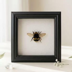 May include: A square black frame containing a preserved bumblebee specimen centered on a white textured background. The bee features distinct black and yellow fuzzy stripes on its abdomen, a dark thorax, and translucent, veined wings spread out.