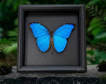 ブルーモルフォ蝶 - Etsy 日本