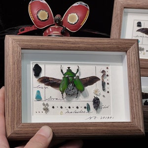 Mother's Day gift,Beetles in Frame,Beetles Specimen, Framed  Beetles Specimens,Taxidermy Beetles , Framed Beetles Decoration, Real Beetles