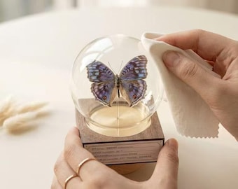 Elegant Butterfly Glass Dome Display – Real Blue Butterfly Specimen Decor with Walnut Base – Personalized Natural Gift for Nature Lovers