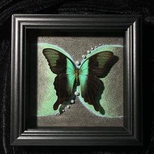 Personalized Butterfly Specimen Gift, Preserved Butterfly Decor,Butterfly in Wooden Frame- Real Butterfly,Taxidermy Butterfly