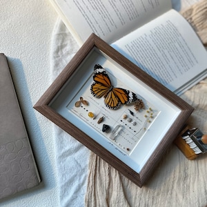 May include: A framed display featuring a butterfly with orange and black wings, alongside small natural elements. The frame is brown, and the background includes an open book and a pen.