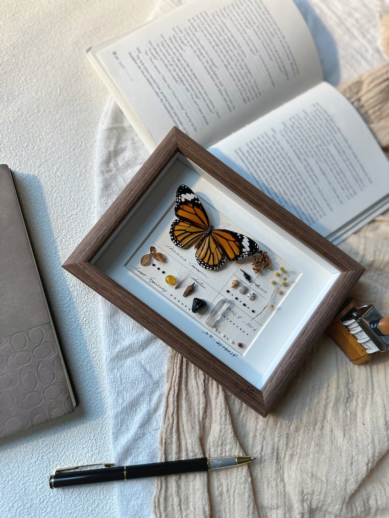 May include: A framed display featuring a butterfly with orange and black wings, alongside small natural elements. The frame is brown, and the background includes an open book and a pen.