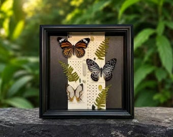 Exhibición enmarcada de mariposas emperador: ejemplares reales, cristales y conchas marinas.