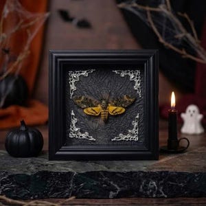 May include: A square black frame containing a preserved death's-head hawkmoth with yellow and brown wings. The frame features ornate silver-toned metal corner accents and a textured black background, presenting a detailed entomological display.