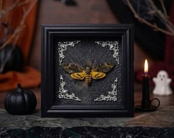 Death's Head Hawkmoth Specimen Frame, Gothic Insect Wall Decor, Real Moth Display, Spooky Curiosity Cabinet Art, Unique Halloween Decor Gift