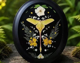 Framed Luna Moth Oval Frame, Pressed Flower Real Actias Specimen Art, 10 Inch Black Botanical Wall Decor, Cottagecore Collector Gift