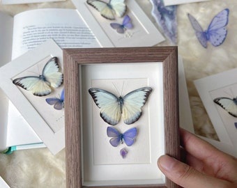 Personalized Butterfly Specimen Gift • Custom Engraved Frame • Real Butterfly Art for Nature Lovers