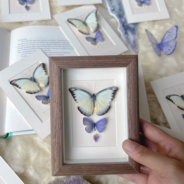 Papillon de taxidermie, vrai cadre de papillon, papillon dans un cadre en bois - décoration de papillons préservés, présentoir de papillons, spécimens de papillons