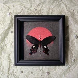 Common Windmill, Preserved Butterfly Decoration, Real Butterfly, Butterfly Specimens, Butterfly Display, Butterfly In Wooden Frame