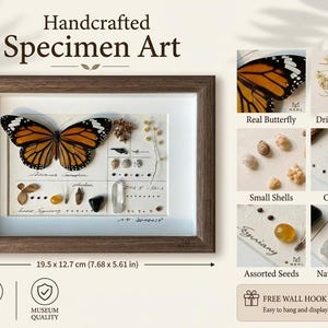 May include: Handcrafted specimen art in a wooden frame, featuring a monarch butterfly, dried botanicals, small shells, onyx stone, assorted seeds, and a natural crystal. The framed art measures 7.68 x 5.61 inches.