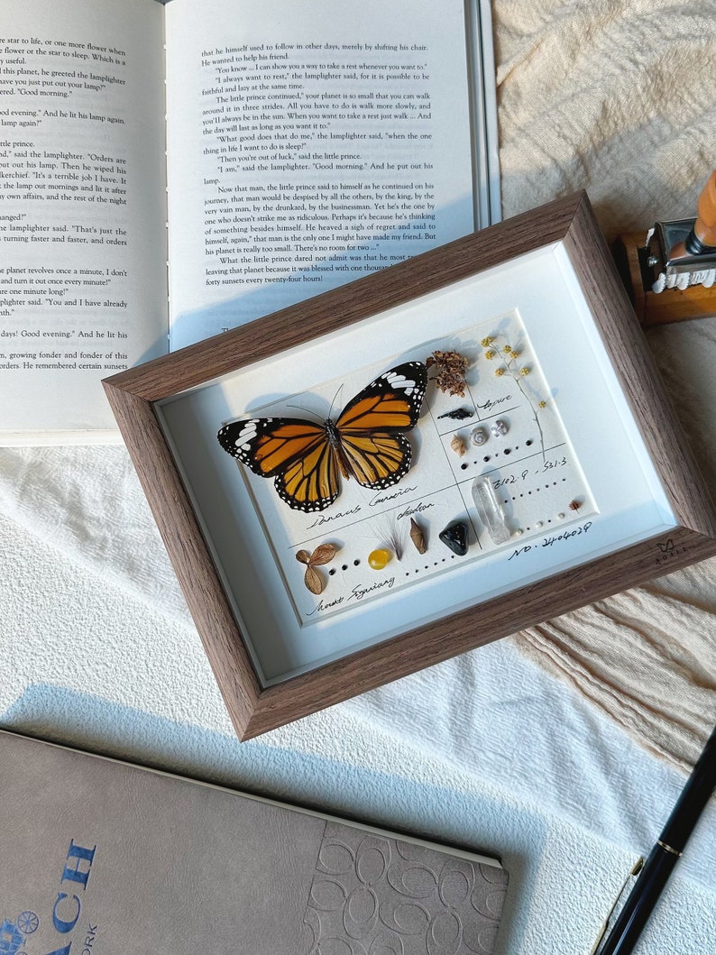 May include: A framed display featuring a Monarch butterfly with orange and black wings, alongside dried botanicals and small stones. The frame is brown, and the display includes handwritten text and numbers.